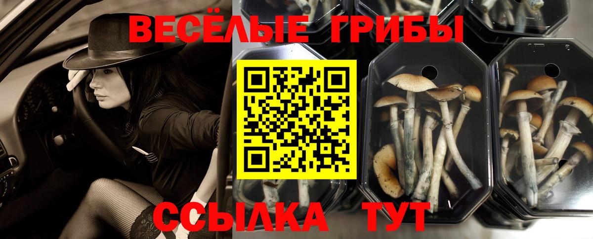 Нальчик  где продают   Вход с VPN  Галлюциногенные грибы мухоморы 